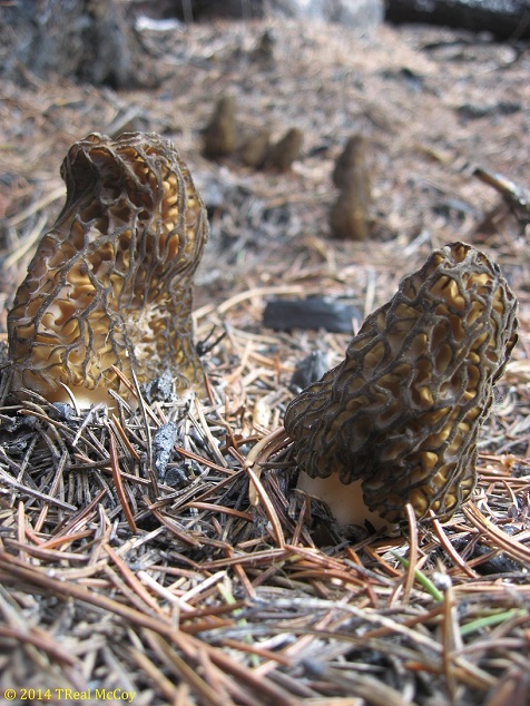 Morel Mushrooms